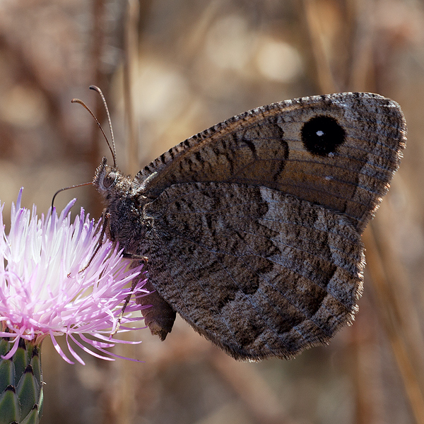 Satyrus actaea