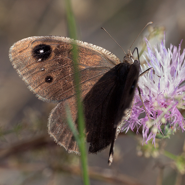 Satyrus actaea