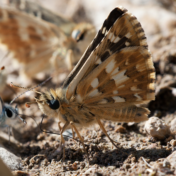 Pyrgus cirsii