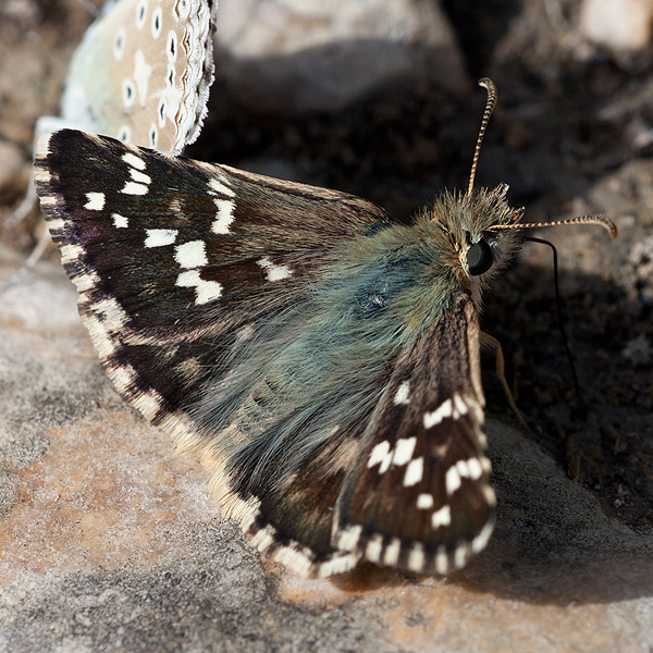 Pyrgus cirsii