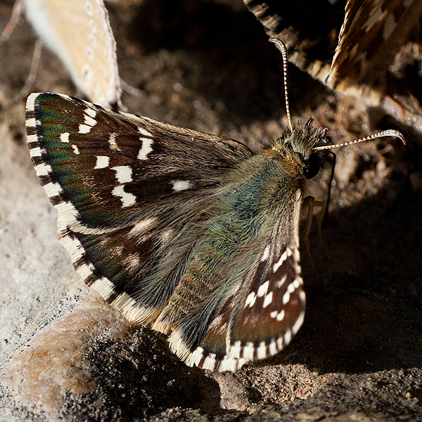 Pyrgus cirsii