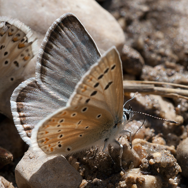 Polyommatus nivescens