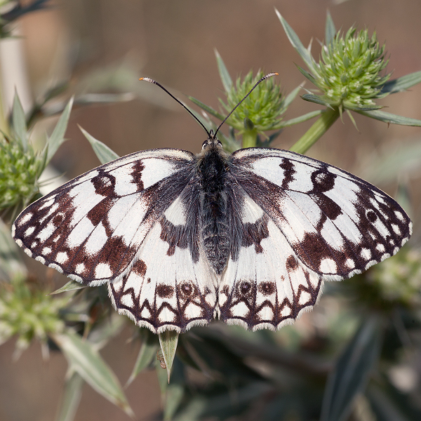 Melanargia russiae