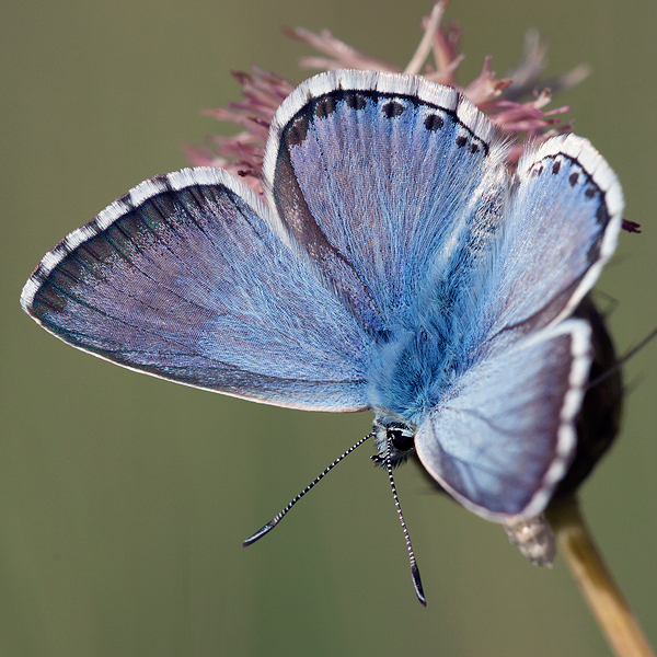 Polyommatus caelestissima