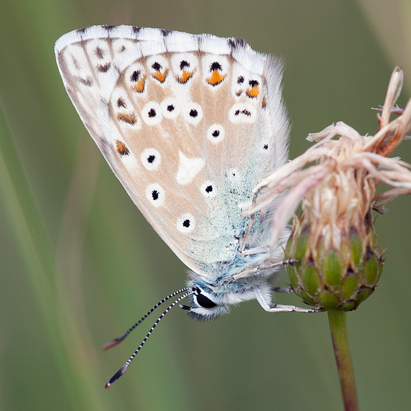 Polyommatus caelestissima