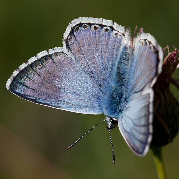 Polyommatus caelestissima