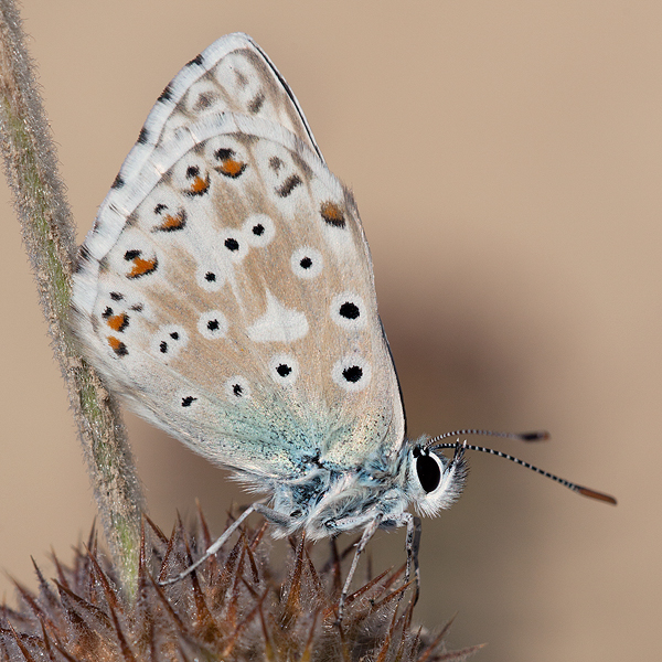 Polyommatus caelestissima