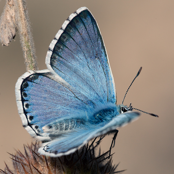 Polyommatus caelestissima