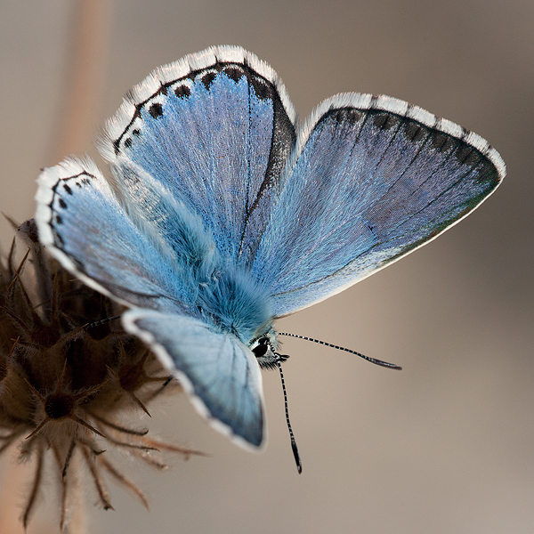 Polyommatus caelestissima