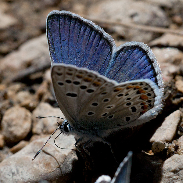 Polyommatus escheri