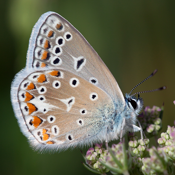 Polyommatus icarus