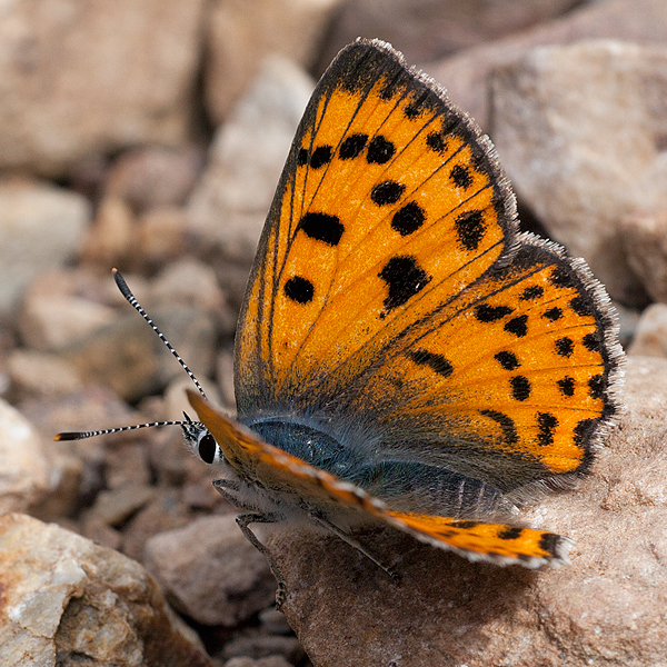 Lycaena alciphron (gordius)