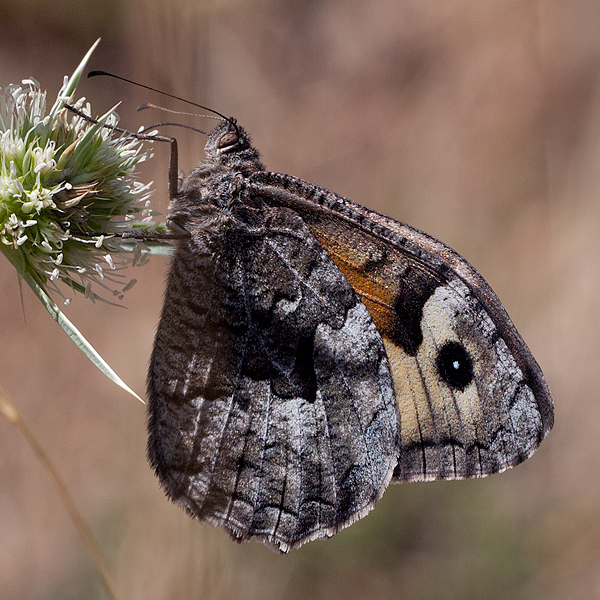 Hipparchia semele