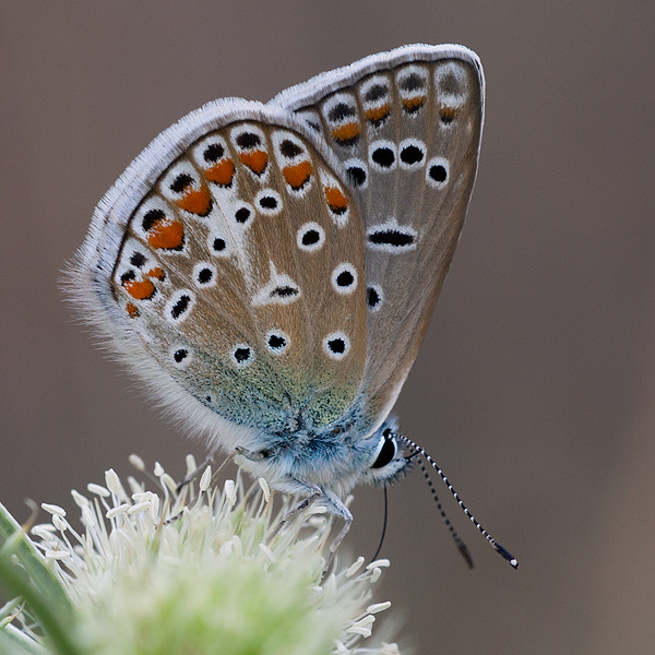 Polyommatus icarus