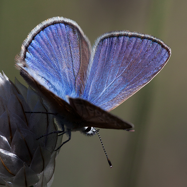 Polyommatus thersites