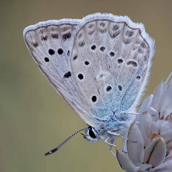 Polyommatus daphnis