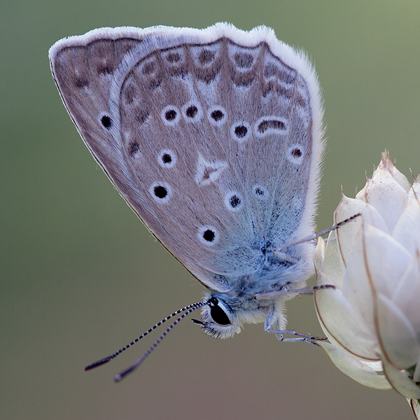 Polyommatus daphnis