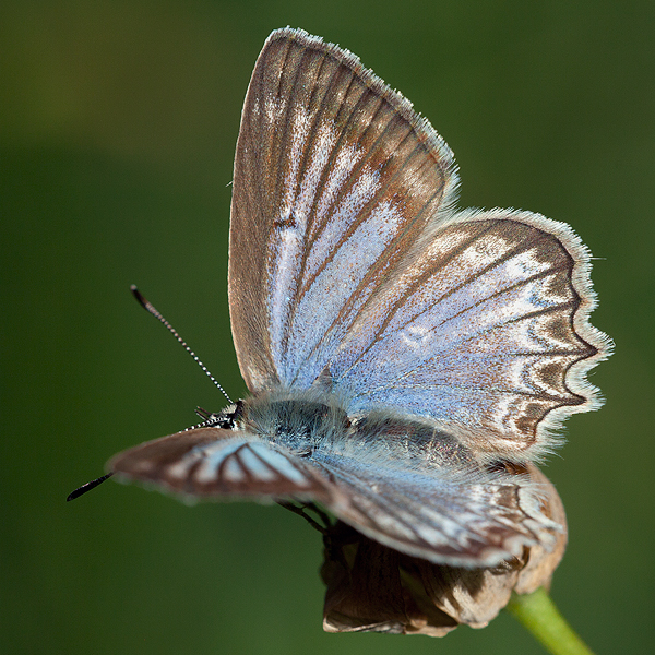 Polyommatus daphnis