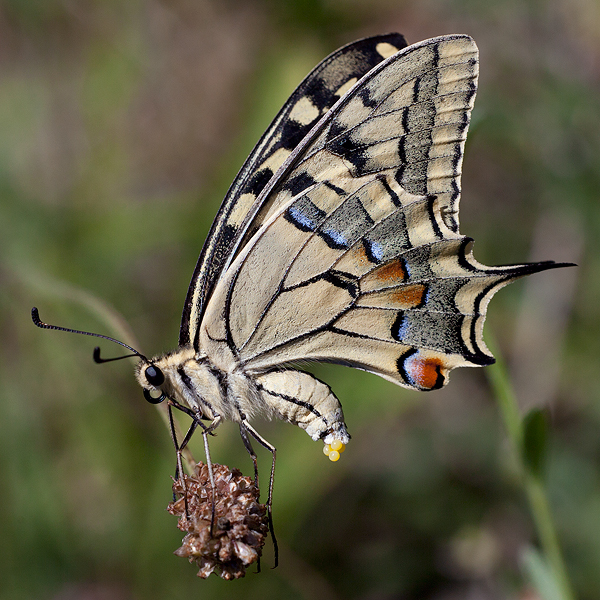 Papilio machaon