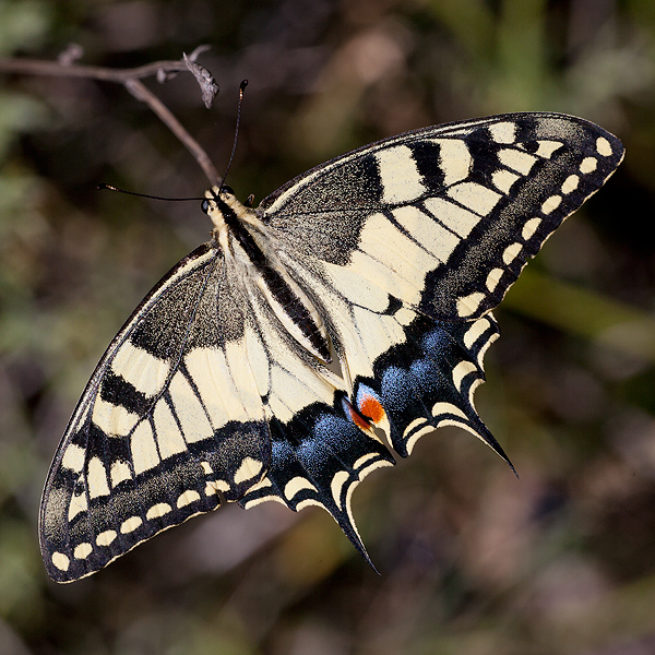 Papilio machaon