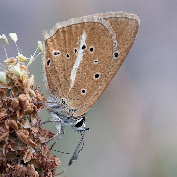 Polyommatus fulgens