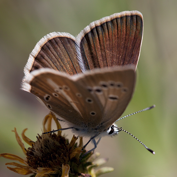 Polyommatus fulgens