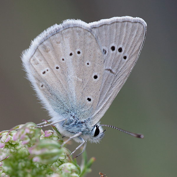 Polyommatus fulgens