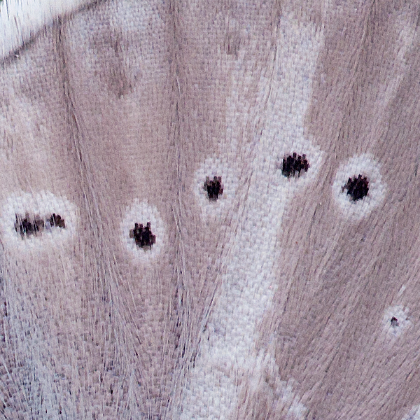 Polyommatus fulgens (ainsae)