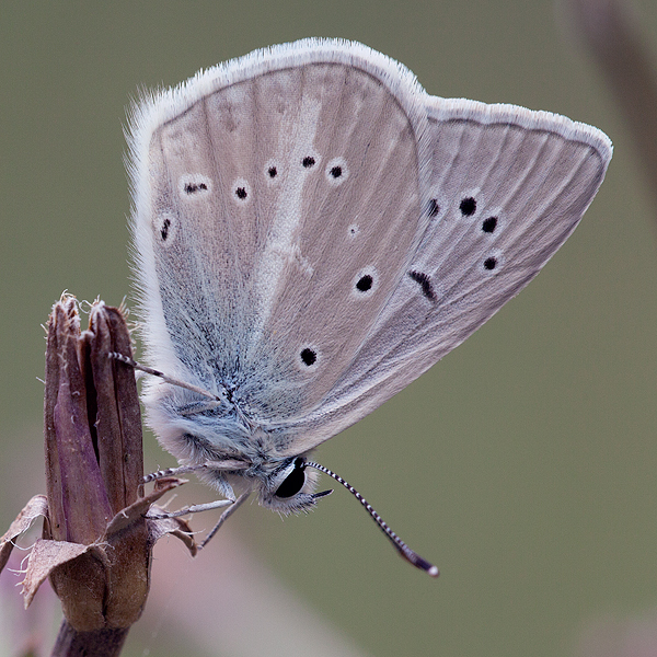 Polyommatus fulgens