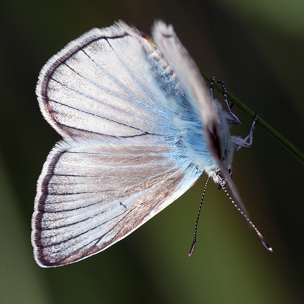 Polyommatus fulgens