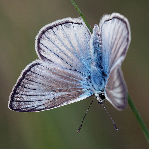 Polyommatus fulgens (ainsae)