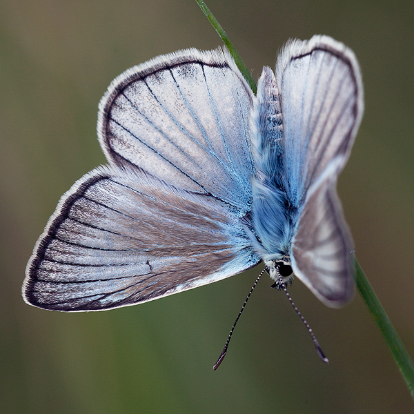 Polyommatus fulgens