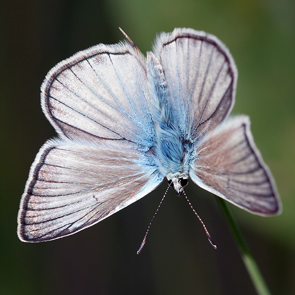 Polyommatus fulgens (ainsae)