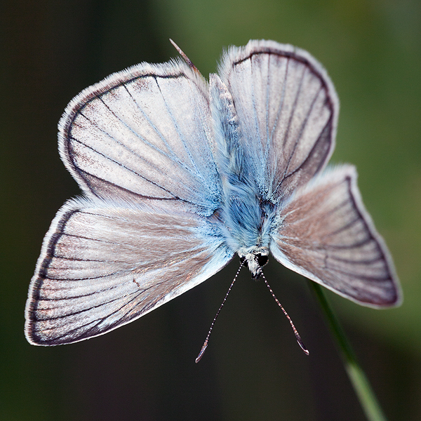 Polyommatus fulgens