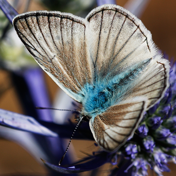 Polyommatus virgilius