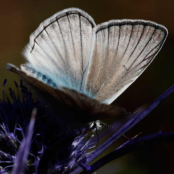 Polyommatus virgilius