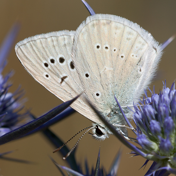 Polyommatus virgilius