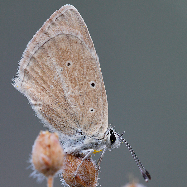 Polyommatus virgilius