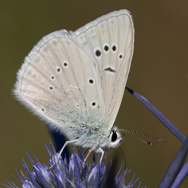 Polyommatus virgilius