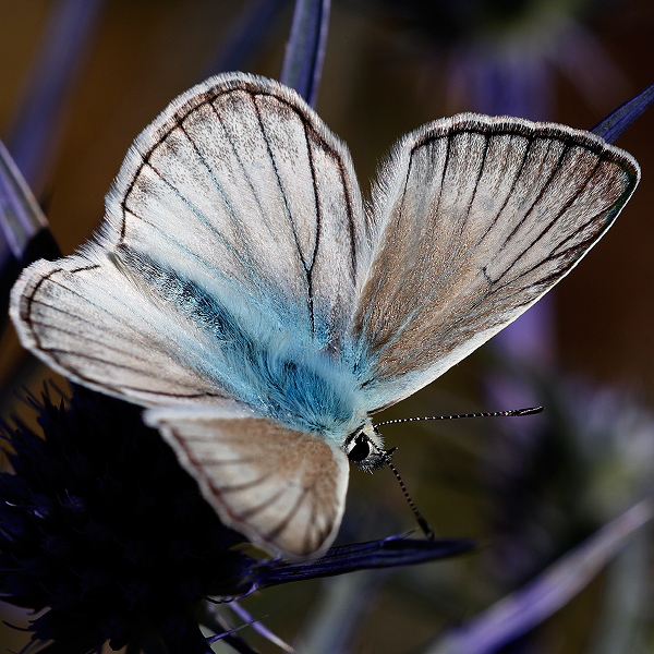 Polyommatus virgilius