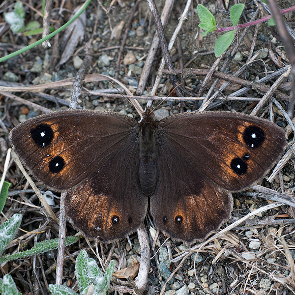 Satyrus ferula