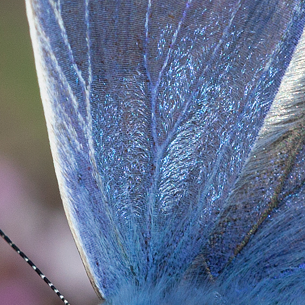 Polyommatus thersites