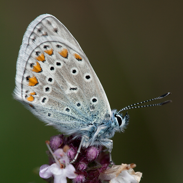 Polyommatus thersites