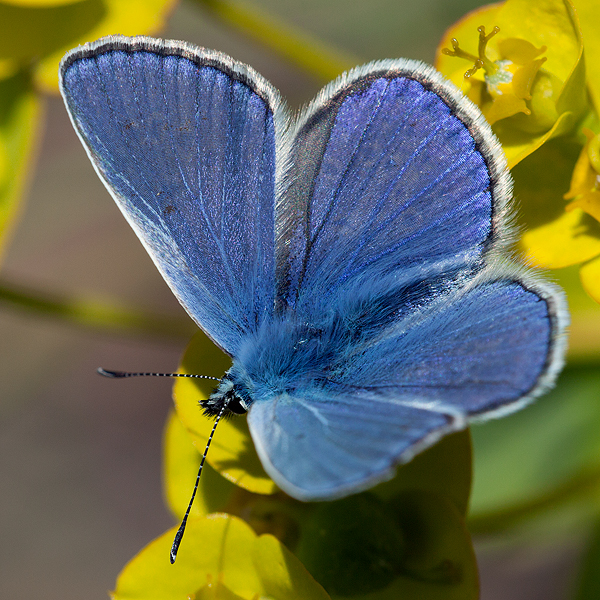 Polyommatus thersites