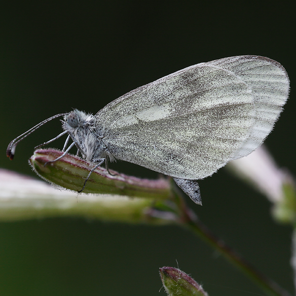 Leptidea sinapis