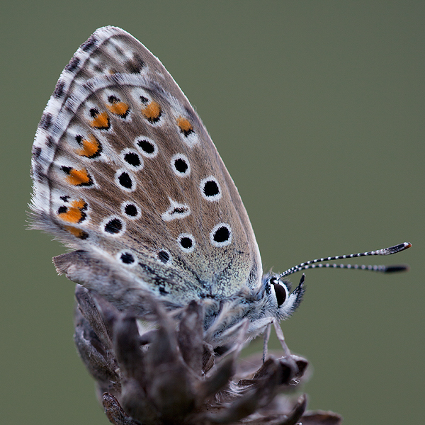 Polyommatus bellargus