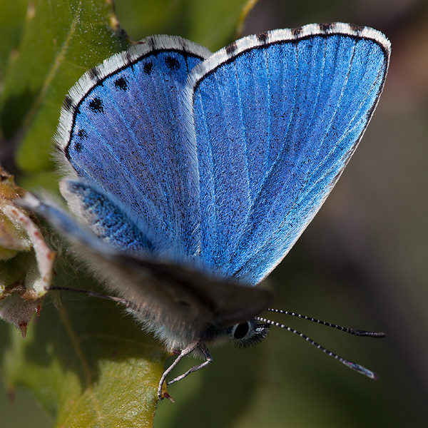 Polyommatus bellargus