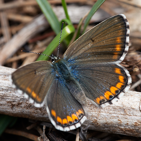 Polyommatus bellargus