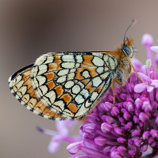 Melitaea deione