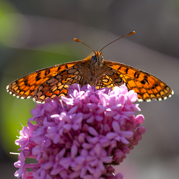 Melitaea deione